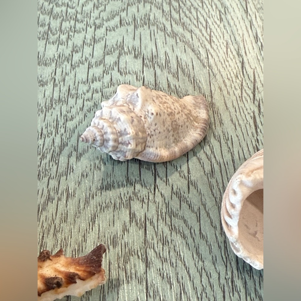 Lot Of 4 Shells Including A Murex Seashell Crafts Decor Shell - Picture 9 of 11